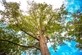 Best Hazardous Tree Removal  in Upper Sandusky, OH