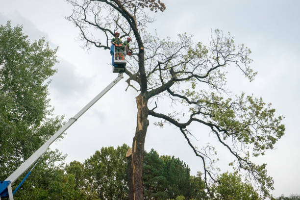 How Our Tree Care Process Works  in  Upper Sandusky, OH