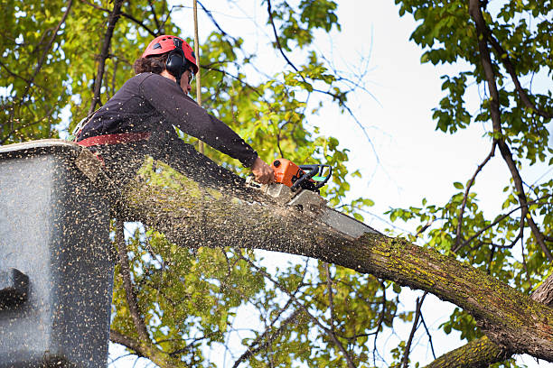  Upper Sandusky, OH Tree Services Pros