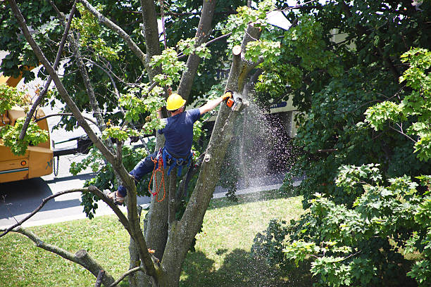 Best Arborist Consultation Services  in Upper Sandusky, OH